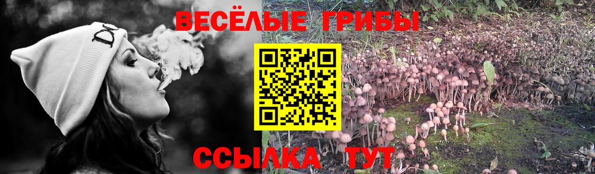 Артём  Псилоцибиновые грибы Magic Shrooms  Вход с VPN 